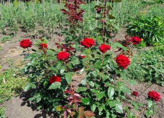 Участок на продажу, 8 сот., Алтайский край, улица Веры Кащеевой