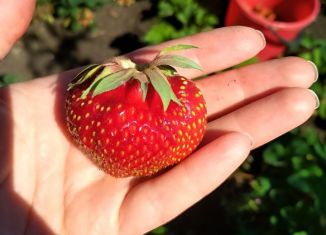 Продам дачу, 10 м2, Оренбургская область