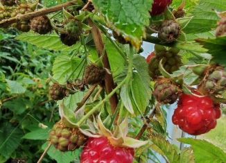 Продажа участка, 11 сот., Ленинградская область