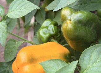 Дом на продажу, 54 м2, Московская область, СНТ Север, 220