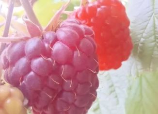 Продам земельный участок, 14 сот., Брянская область, улица Красная Заря, 2